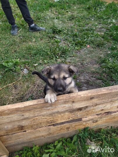 Маленькая собака