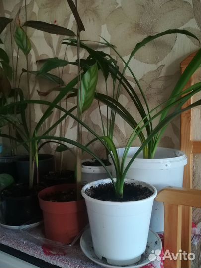 Комнатные растения