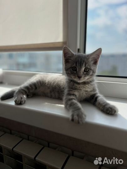 Кот в добрые руки