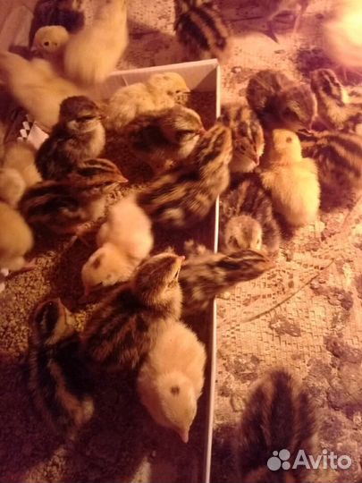 Перепелята