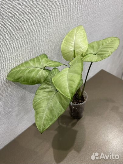 Сингониумы