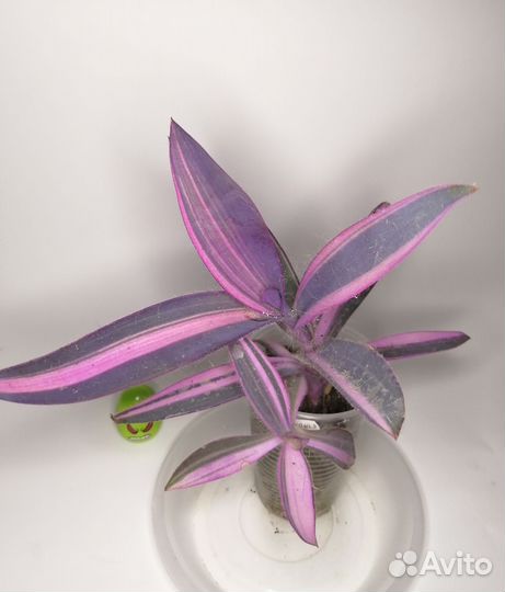 Комнатные растения 222