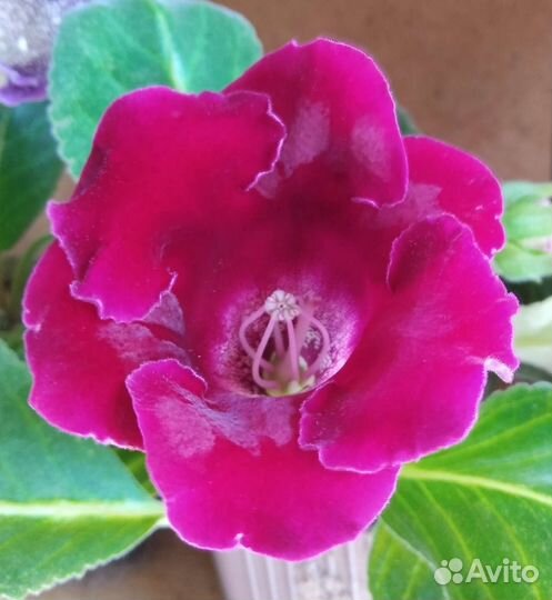 Комнатные цветы Глоксиния