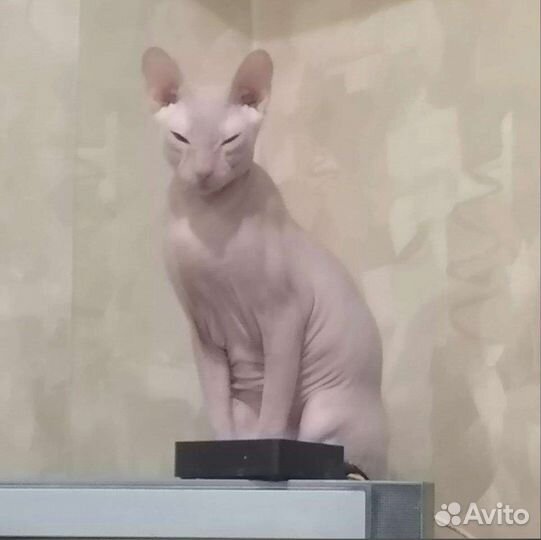 Котята донского сфинкса