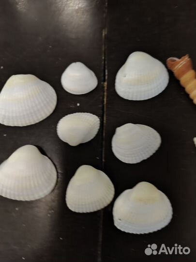 Морские ракушки