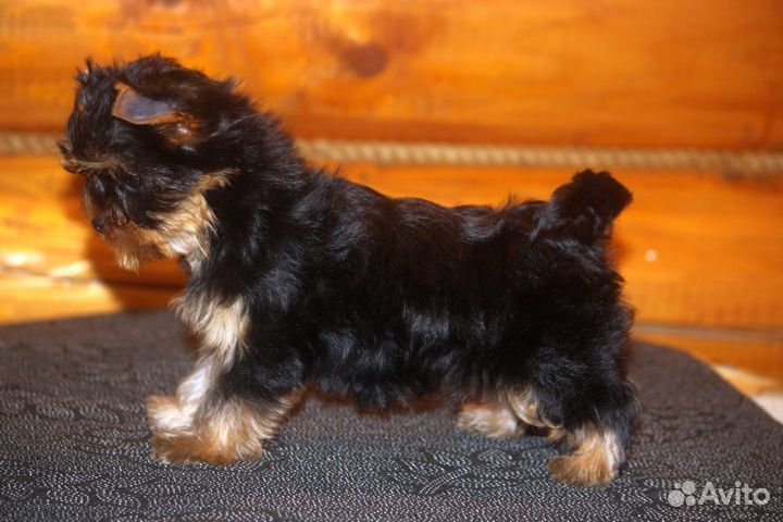 Йоркширский терьер мини девочка