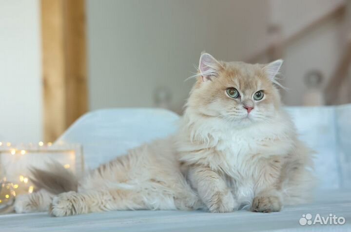 Британская шиншилла Лилак cy 11