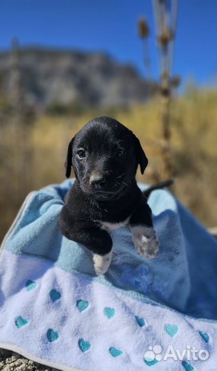 Пират ищет дом и любящую семью