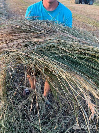 Сено с доставкой степное,луговое