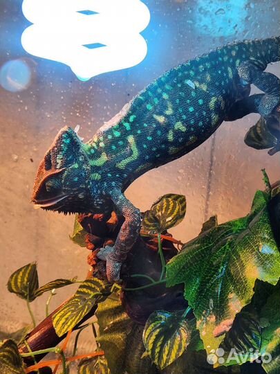 Агамы, эублефары передержка