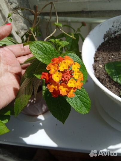 Цветы Лантана