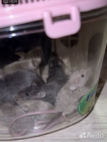 Сатиновые мыши