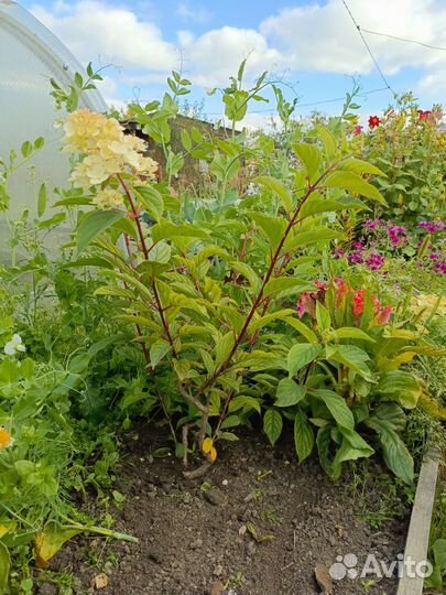 Гортензия метельчатая