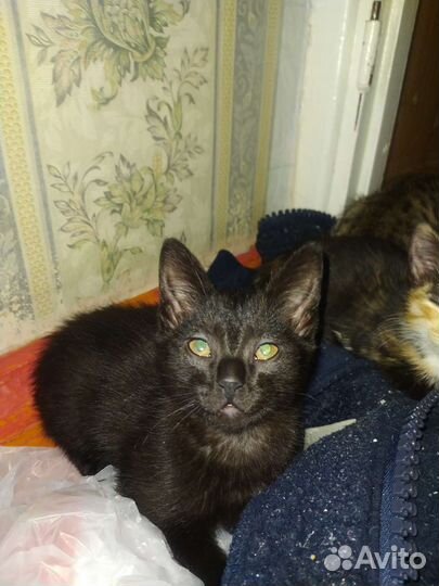 Котëнок в добрые руки