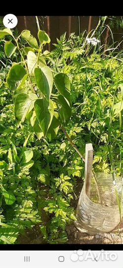 Сирень аделина