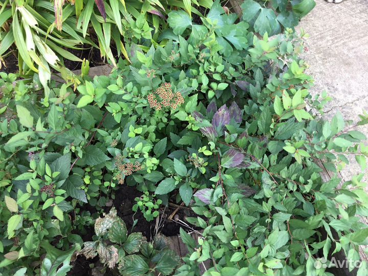 Спирея японская