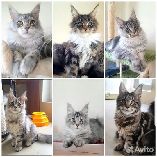Котята Мейн-кун