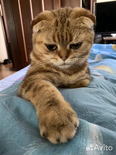 Британская золотая шиншилла