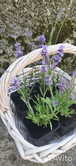 Лаванда саженцы