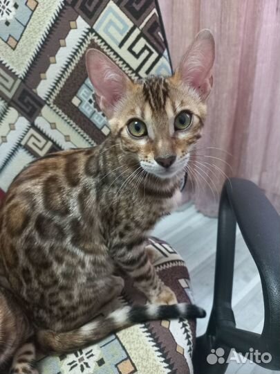 Чистокровные бенгальские котята из питомника Фэнси