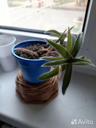 Пеперомии и сингониумы