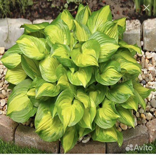 Хоста разные сорта