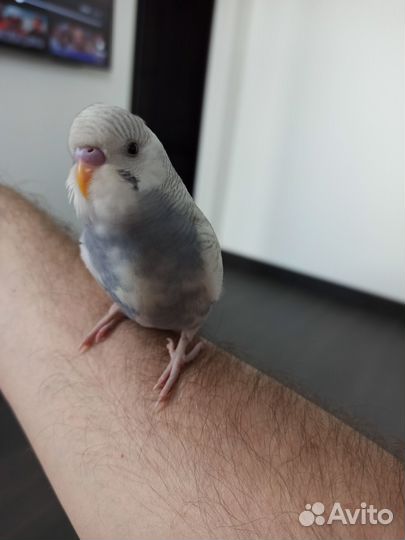 Волнистые попугайчики (пара) в просторной клетке