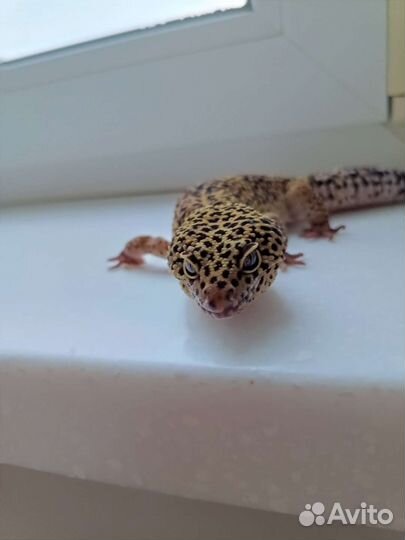 Эублефар самец вязка