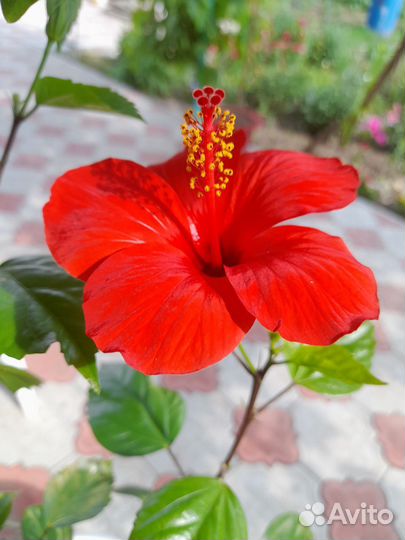 Гибискус (Китайская Роза) саженцы