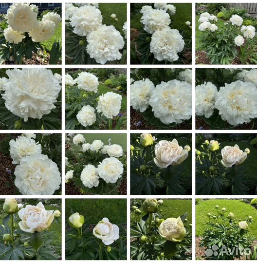 Продам сортовые пионы, сентябрь 24