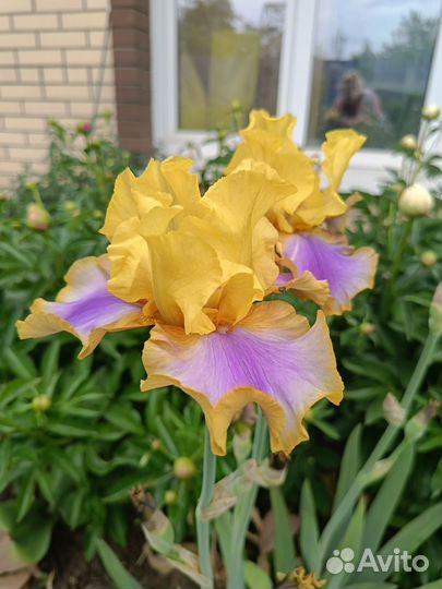 Ирис 2 часть