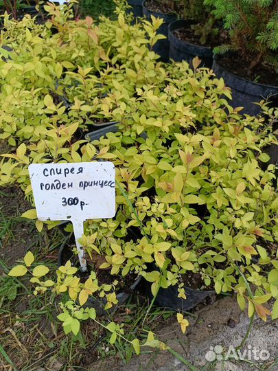 Спирея
