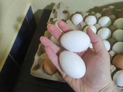 Курочки, Шолоховский