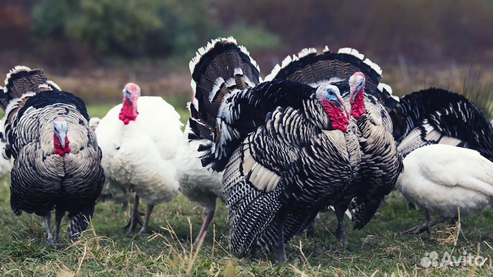 Индюшата подрощенные