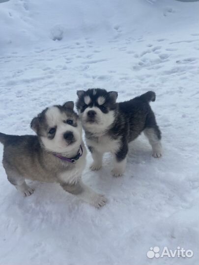 Сибирский хаски