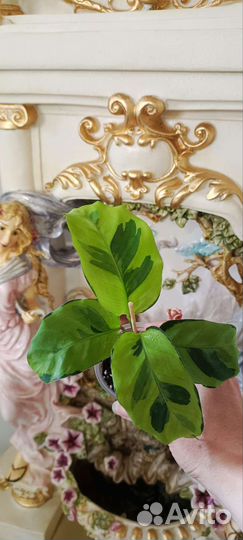 Калатея тайский сорт Еллоу Фьюжен