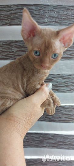 Циннамоновый девон-рекс