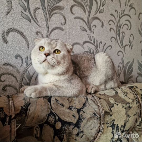 Коштик ищет дом