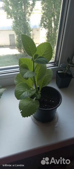 Комнатная мята