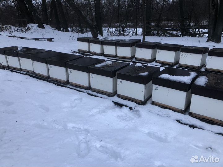 Пчелы, пакеты 2024