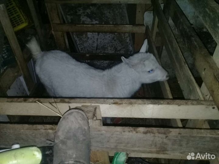 Зааненская коза