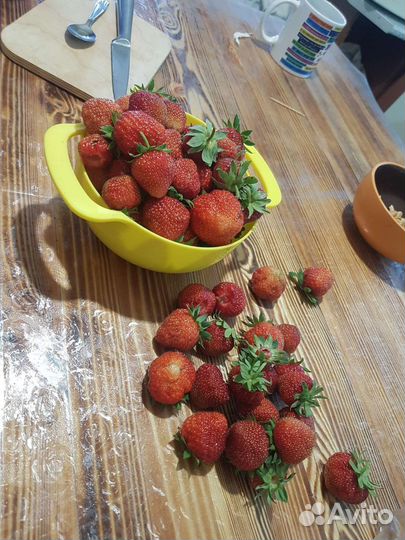 Рассада клубники