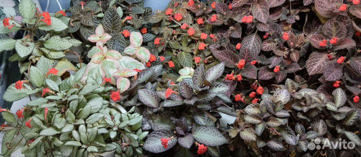 Эписции 8 сортов