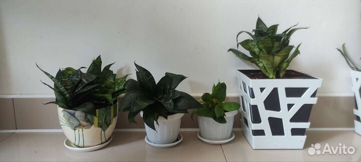 Сансевиерия Ханни грин