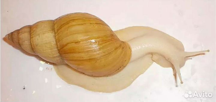 Улитки 