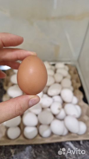 Домашние куриные яйца с доставкой