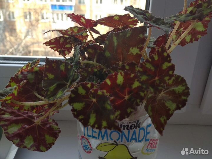 Бегония декоративно лиственная