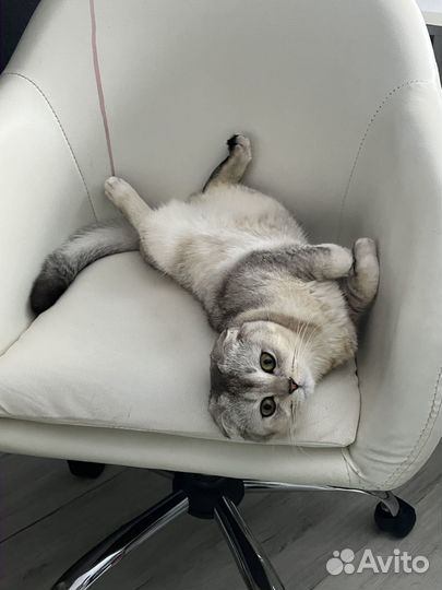 Котята скотиш фолд