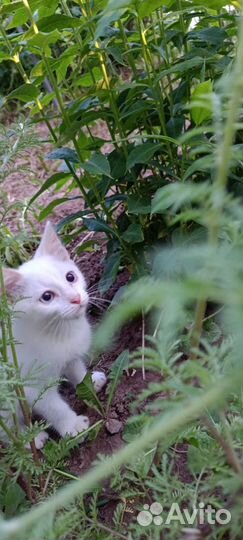 Отдам маленького котенка в добрые руки