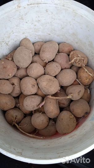 Семенной картофель